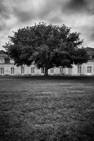 L'arbre, parc de la corderie Royale de Rochefort